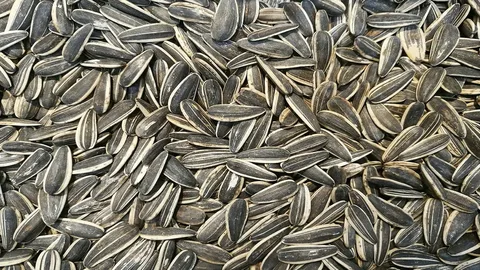 تصویر 4 از تخمه آفتابگردان از مزارع کشور با ویتامین و روغن طبیعی